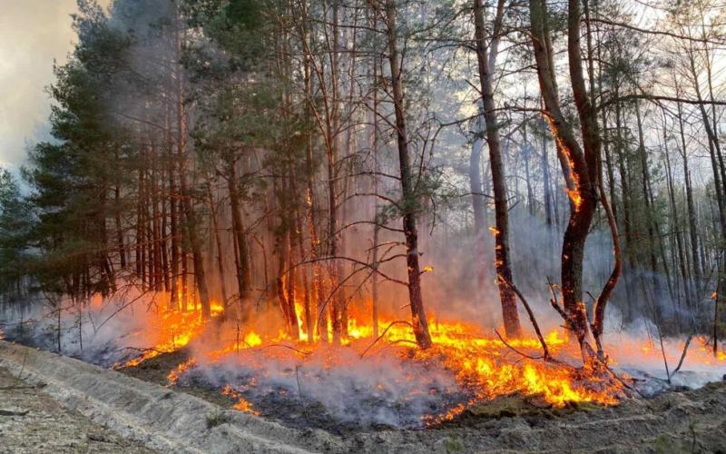 Бережіть ліс від вогню: нагадуємо правила безпеки
