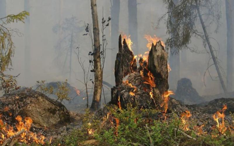 Бережіть ліс від вогню: нагадуємо правила безпеки